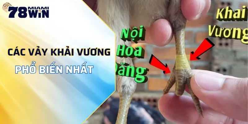 Các loại vảy khải vương thường xuất hiện trong trận đá gà