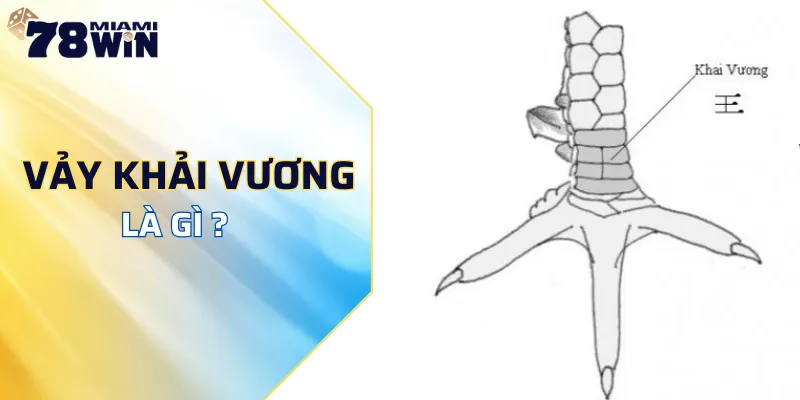 Vảy khải vương gà đá là gì?