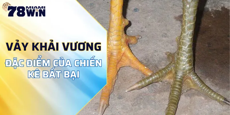 vảy khải vương gà đá